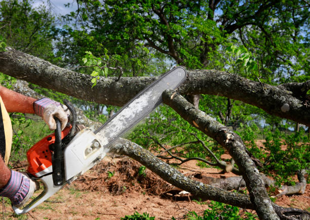 Best Commercial Tree Services  in Paradise Valley, AZ